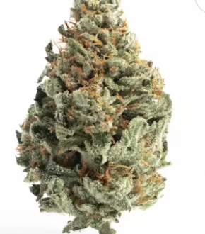 Blue Alien